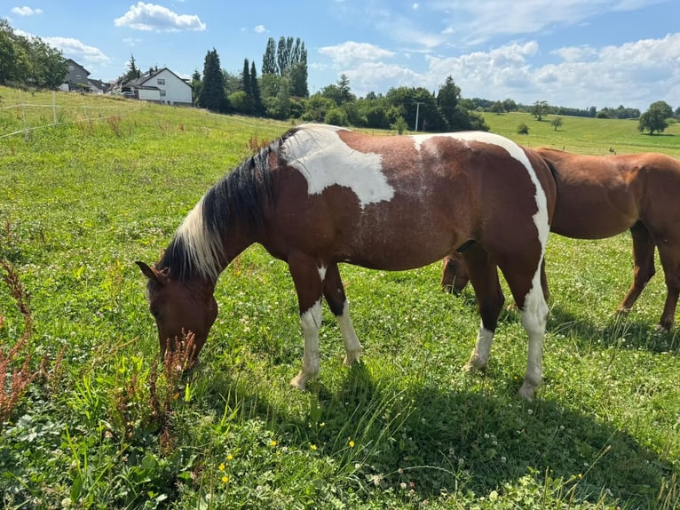 Paint Horse Caballo castrado 2 años 150 cm Pío in Straubenhardt