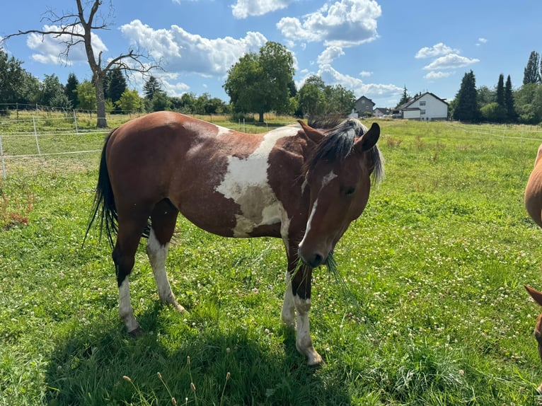 Paint Horse Caballo castrado 2 años 150 cm Pío in Straubenhardt
