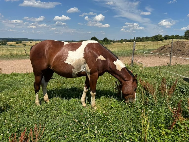 Paint Horse Caballo castrado 2 años 150 cm Pío in Straubenhardt