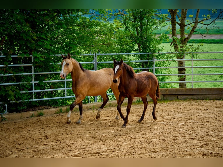 Paint Horse Caballo castrado 2 años 152 cm Castaño in Eggenthal
