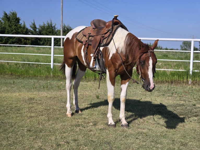 Paint Horse Caballo castrado 2 años 152 cm Overo-todas las-capas in Augusta