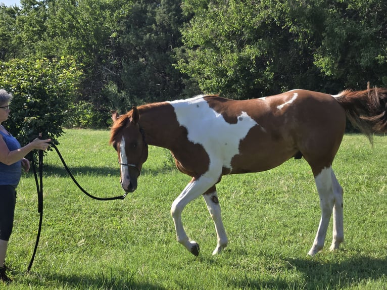 Paint Horse Caballo castrado 2 años 152 cm Overo-todas las-capas in Augusta