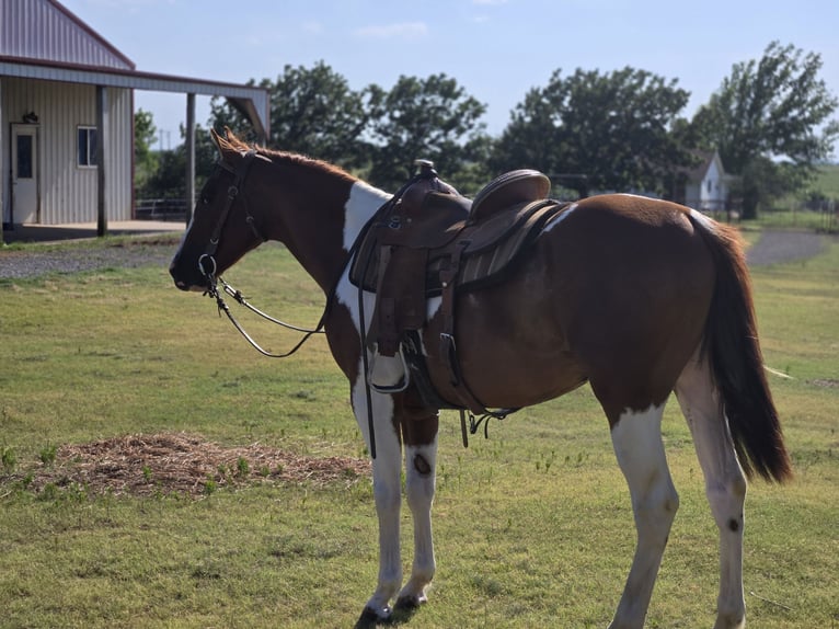 Paint Horse Caballo castrado 2 años 152 cm Overo-todas las-capas in Augusta