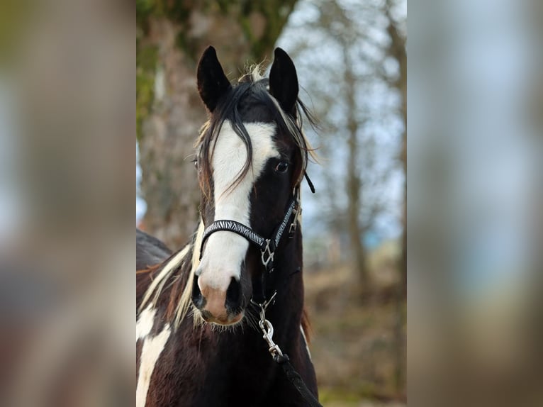 Paint Horse Caballo castrado 2 años 153 cm Tobiano-todas las-capas in Hellenthal