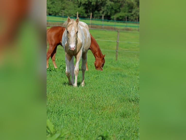 Paint Horse Caballo castrado 2 años 153 cm Tobiano-todas las-capas in Hellenthal