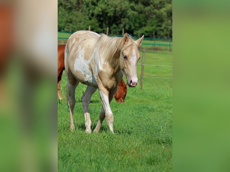 Paint Horse Caballo castrado 2 años 153 cm Tobiano-todas las-capas in Hellenthal