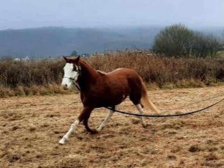 Paint Horse Caballo castrado 2 años 155 cm Overo-todas las-capas in Presov