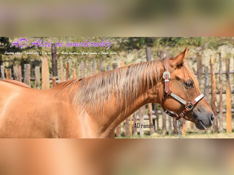 Paint Horse Caballo castrado 2 años 155 cm Red Dun/Cervuno in Castelletto Uzzone