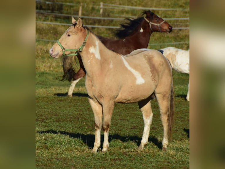 Paint Horse Caballo castrado 2 años 156 cm Champán in Buchbach