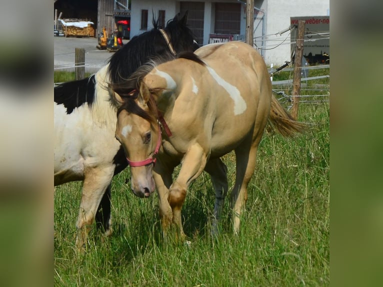 Paint Horse Caballo castrado 2 años 156 cm Champán in Buchbach