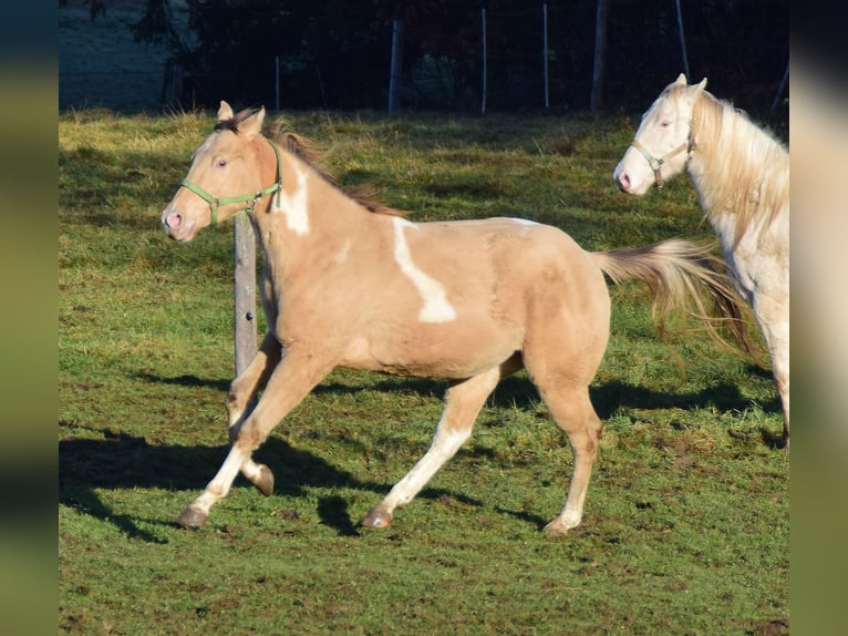 Paint Horse Caballo castrado 2 años 156 cm Champán in Buchbach