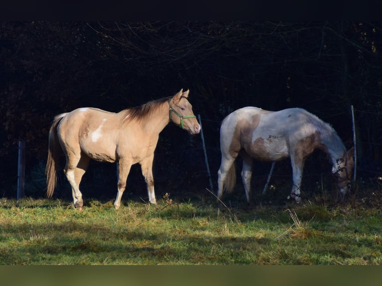 Paint Horse Caballo castrado 2 años 156 cm Champán in Buchbach