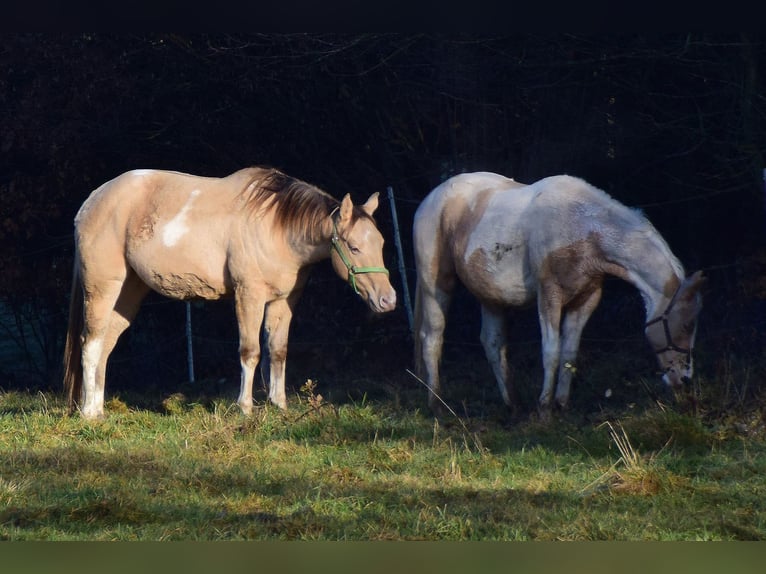 Paint Horse Caballo castrado 2 años 156 cm Champán in Buchbach