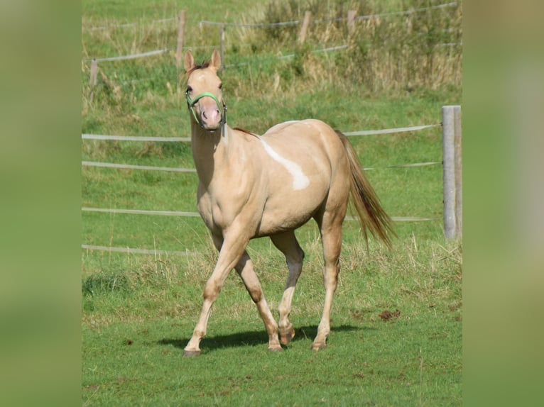 Paint Horse Caballo castrado 2 años 156 cm Champán in Buchbach