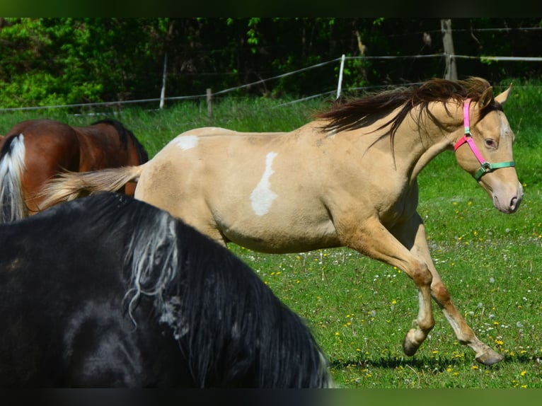 Paint Horse Caballo castrado 2 años 156 cm Champán in Buchbach