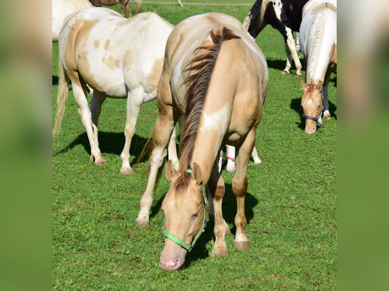 Paint Horse Caballo castrado 2 años 156 cm Champán in Buchbach