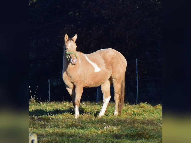 Paint Horse Caballo castrado 2 años 156 cm Champán in Buchbach