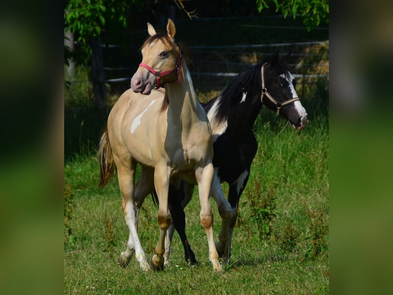 Paint Horse Caballo castrado 2 años 156 cm Champán in Buchbach