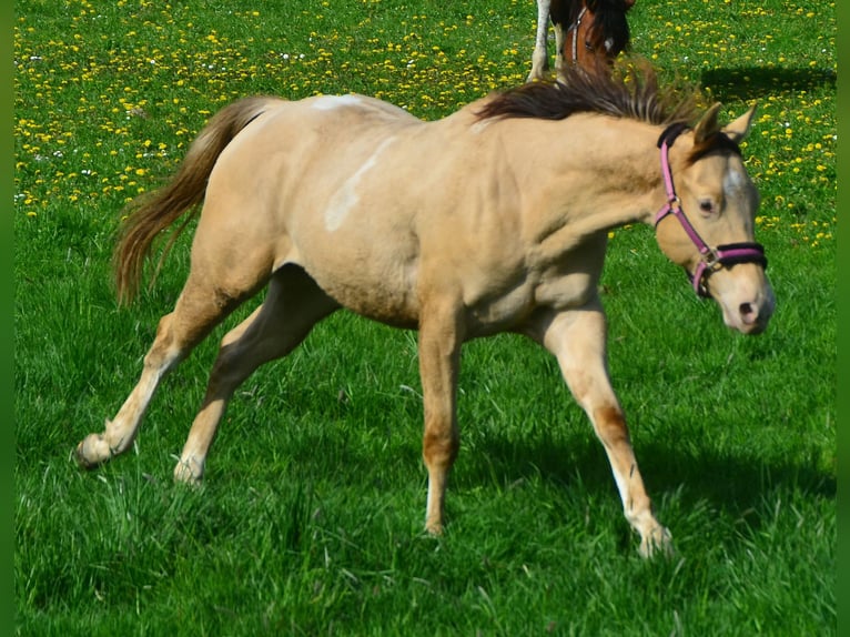 Paint Horse Caballo castrado 2 años 156 cm Champán in Buchbach