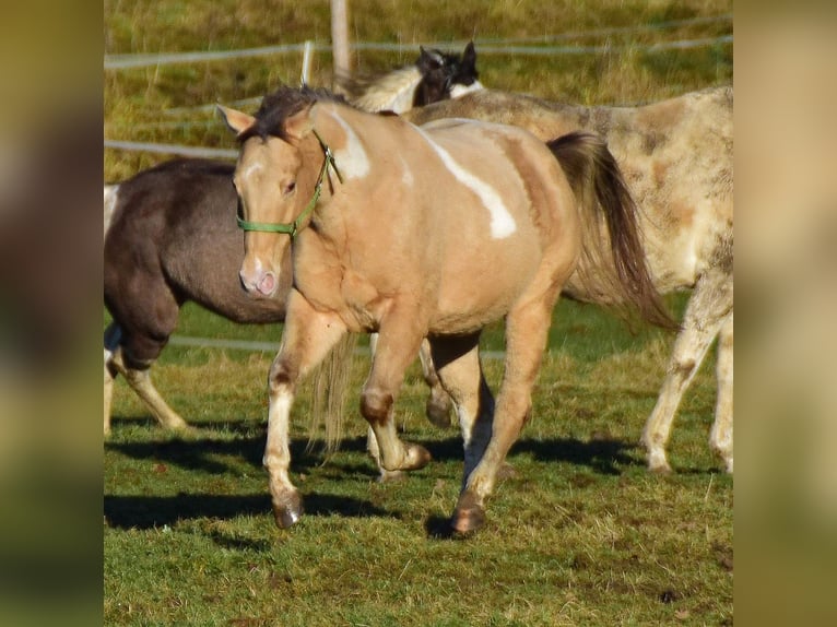 Paint Horse Caballo castrado 2 años 156 cm Champán in Buchbach