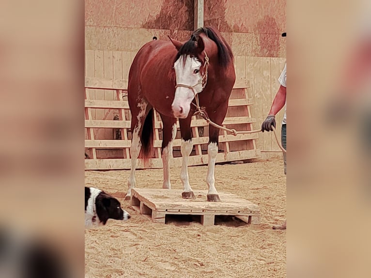 Paint Horse Caballo castrado 2 años 160 cm Castaño in Pranzing