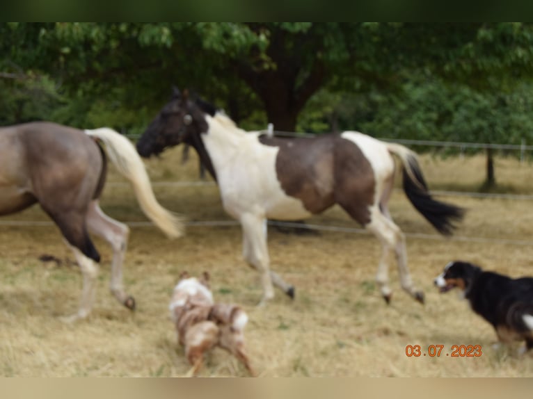 Paint Horse Caballo castrado 3 años 143 cm Grullo in Ahorn