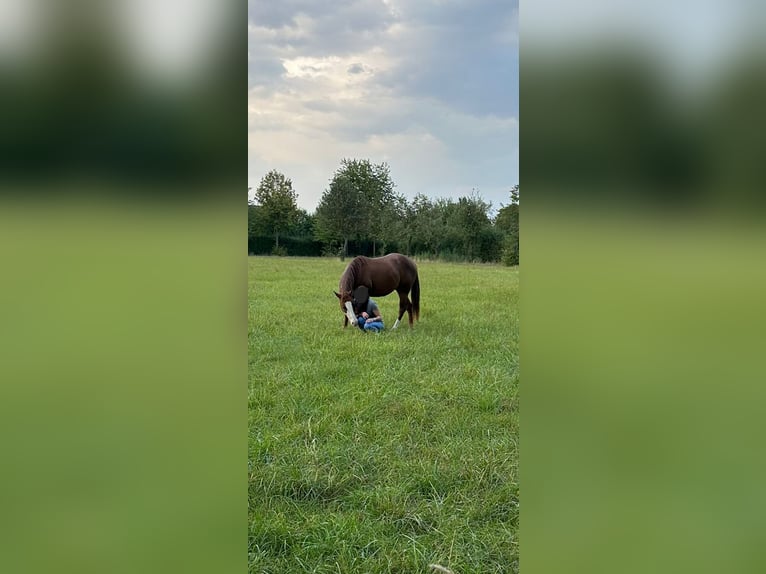 Paint Horse Caballo castrado 3 años 145 cm Alazán in Lampertheim