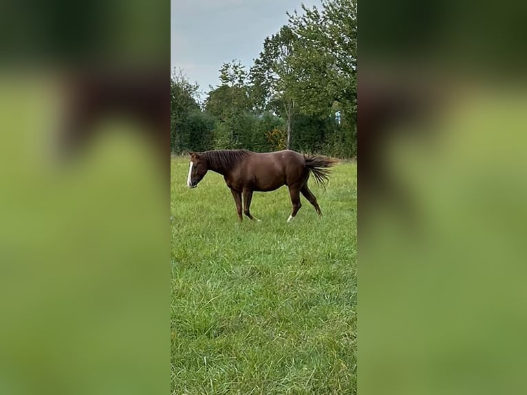 Paint Horse Caballo castrado 3 años 145 cm Alazán in Lampertheim