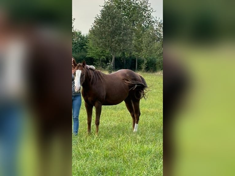 Paint Horse Caballo castrado 3 años 145 cm Alazán in Lampertheim