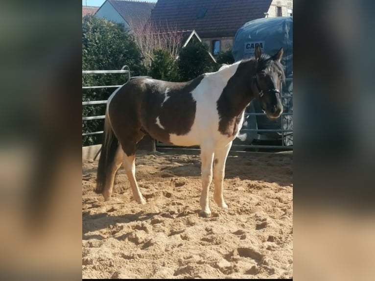Paint Horse Mestizo Caballo castrado 3 años 145 cm Grullo in Goll