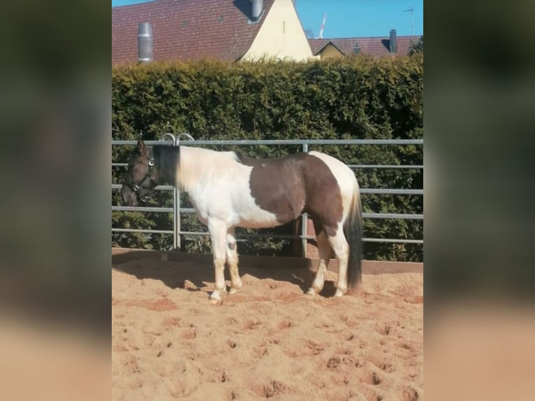 Paint Horse Mestizo Caballo castrado 3 años 145 cm Grullo in Goll