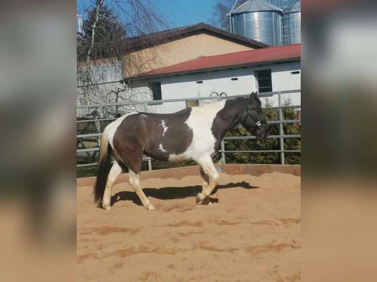 Paint Horse Mestizo Caballo castrado 3 años 145 cm Grullo in Goll