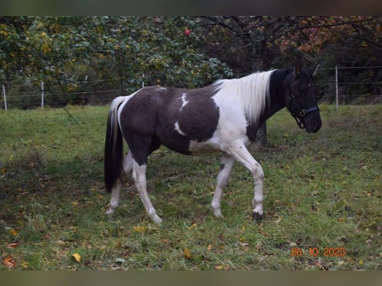 Paint Horse Caballo castrado 3 años 145 cm Grullo in Ahorn