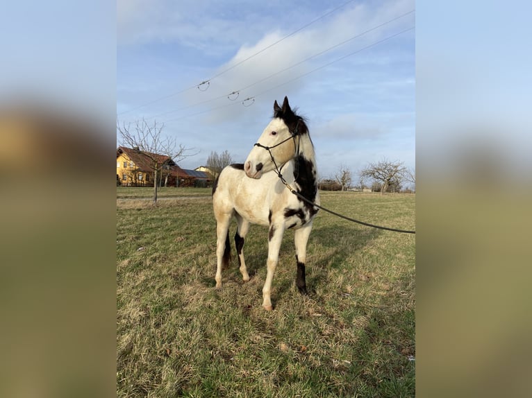 Paint Horse Caballo castrado 3 años 146 cm Overo-todas las-capas in Wörth am MainWörth