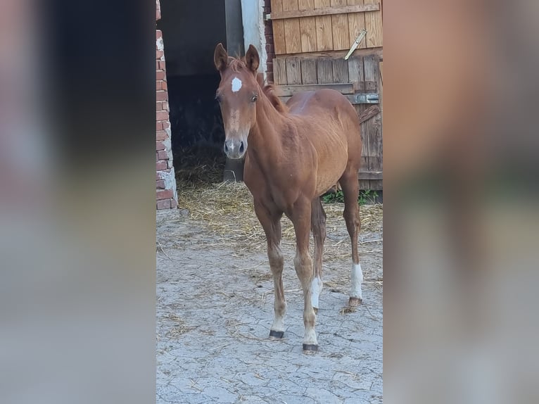 Paint Horse Caballo castrado 3 años 150 cm Alazán in Weste