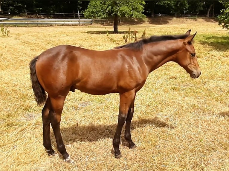 Paint Horse Caballo castrado 3 años 150 cm Castaño in Wildeshausen