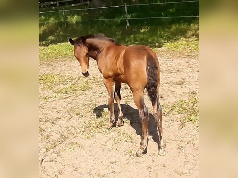 Paint Horse Caballo castrado 3 años 150 cm Castaño in Wildeshausen