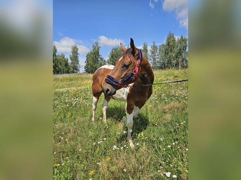 Paint Horse Caballo castrado 3 años 150 cm Pío in Milikowice