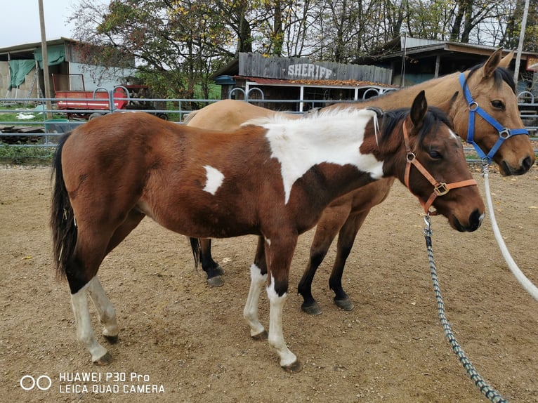 Paint Horse Caballo castrado 3 años 150 cm Pío in BETTELDORDF