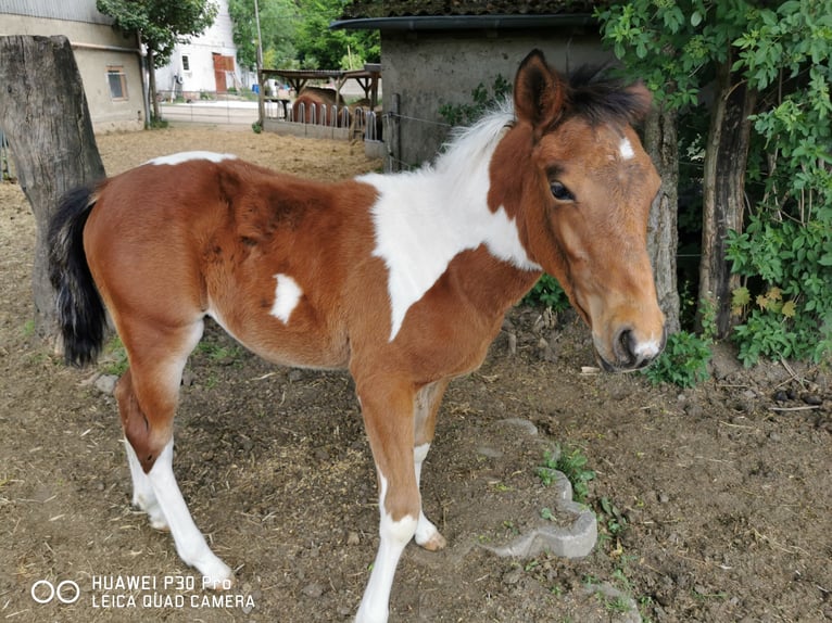 Paint Horse Caballo castrado 3 años 150 cm Pío in BETTELDORDF