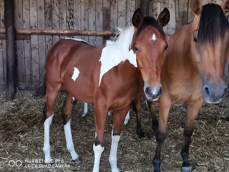 Paint Horse Caballo castrado 3 años 150 cm Pío in BETTELDORDF