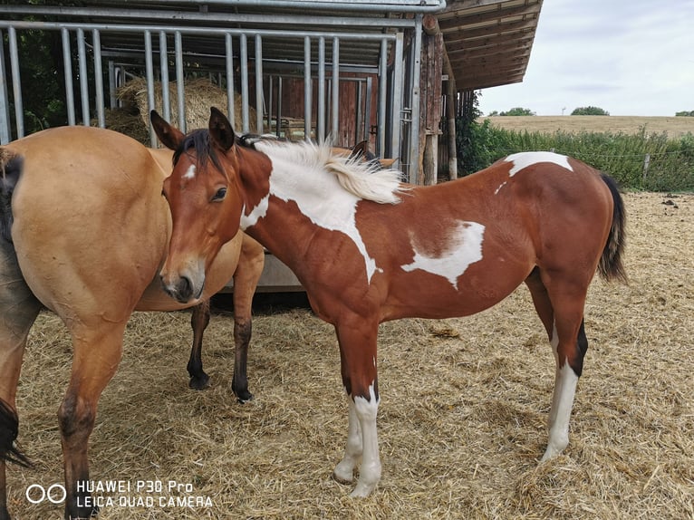 Paint Horse Caballo castrado 3 años 150 cm Pío in BETTELDORDF