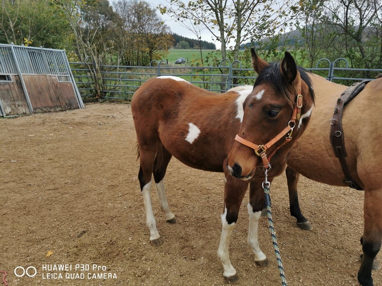 Paint Horse Caballo castrado 3 años 150 cm Pío in BETTELDORDF