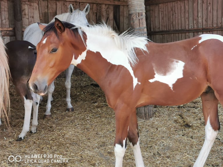 Paint Horse Caballo castrado 3 años 150 cm Pío in BETTELDORDF