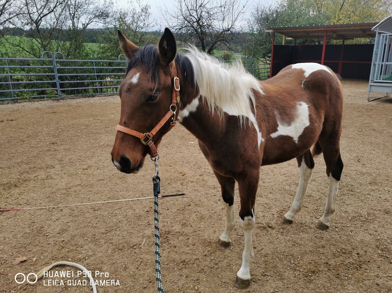 Paint Horse Caballo castrado 3 años 150 cm Pío in BETTELDORDF