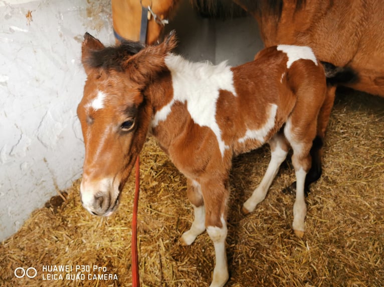 Paint Horse Caballo castrado 3 años 150 cm Pío in BETTELDORDF