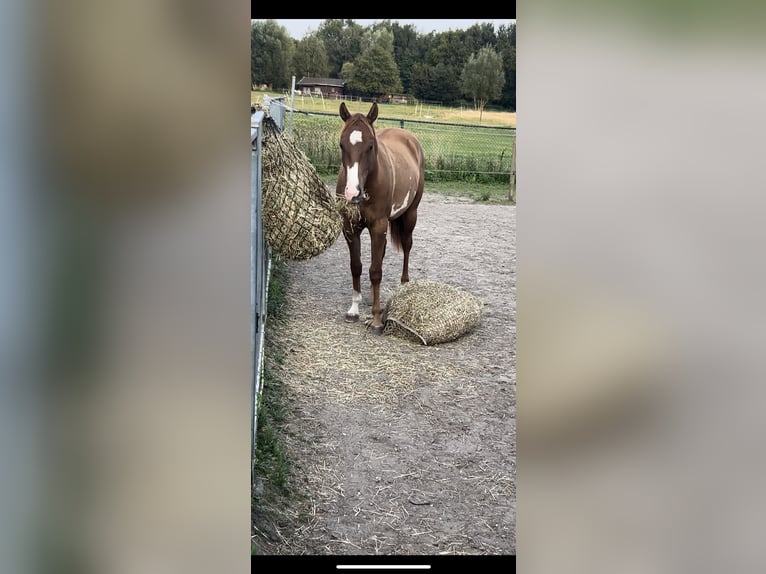 Paint Horse Caballo castrado 3 años 150 cm Red Dun/Cervuno in Heerlen