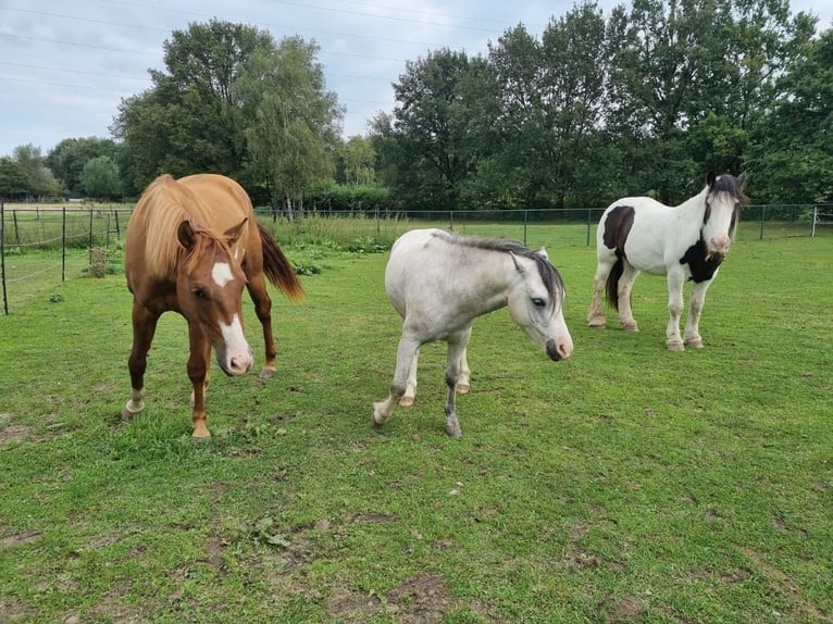 Paint Horse Caballo castrado 3 años 150 cm Red Dun/Cervuno in Heerlen