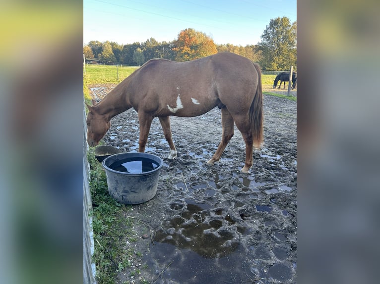 Paint Horse Caballo castrado 3 años 150 cm Red Dun/Cervuno in Heerlen