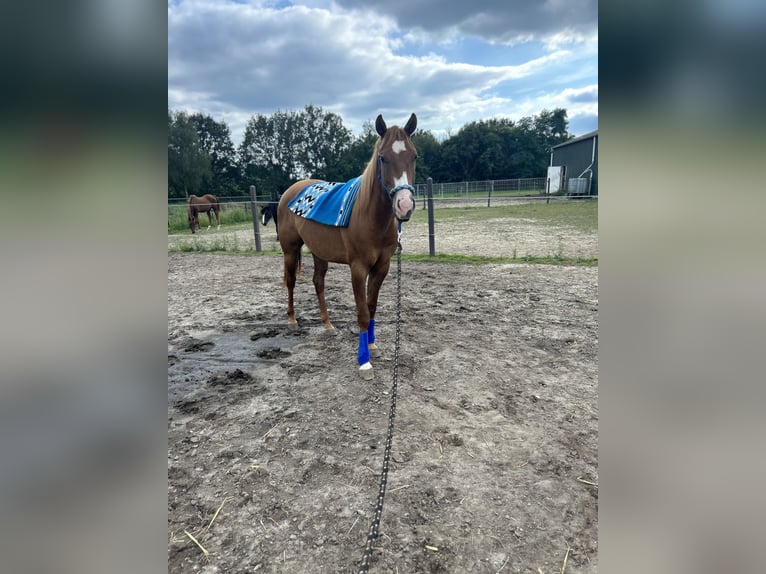 Paint Horse Caballo castrado 3 años 150 cm Red Dun/Cervuno in Heerlen